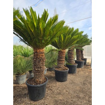 Cycas revoluta ST 80/100 CT -5*/-8*